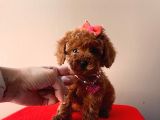 Orji̇nal Toy Poodle