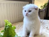 Safkan Scottish Fold Yavrumuz