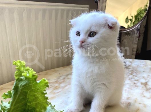 Safkan Scottish Fold Yavrumuz görsel
