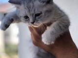 British Shorthair Yavrularım