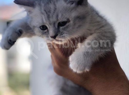 British Shorthair Yavrularım görsel