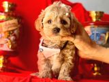 ORJİNAL MALTİPO YAVRULAR 