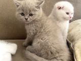 Safkan Scottish Fold Yavrumuz