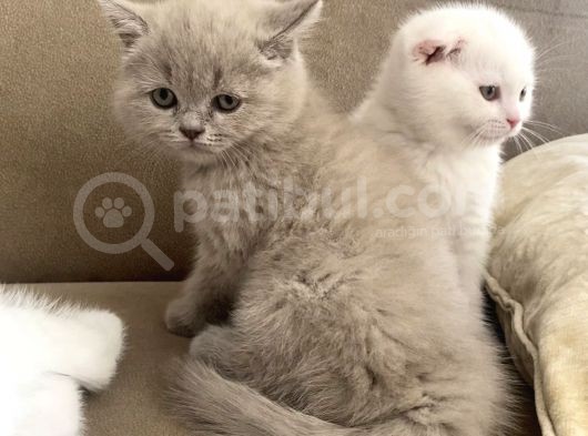 Safkan Scottish Fold Yavrumuz görsel
