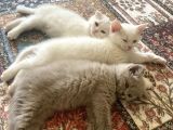 Safkan Scottish Fold Yavrumuz