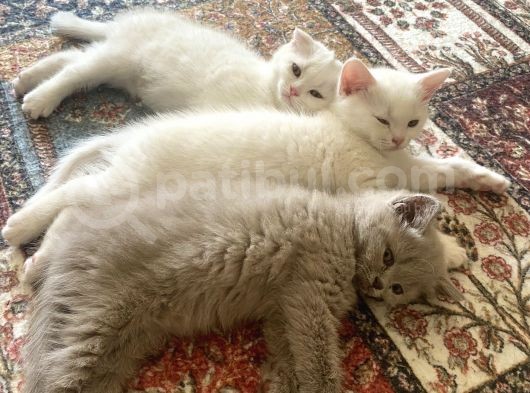 Safkan Scottish Fold Yavrumuz görsel