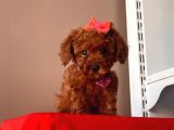 Orji̇nal Toy Poodle