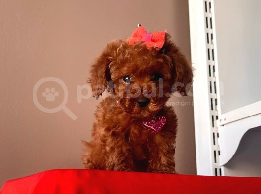 Orji̇nal Toy Poodle görsel