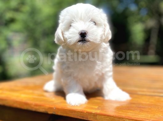 Maltese Terri̇er Bebekleri̇mi̇z görsel