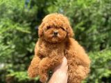 Red Brown Toy Poodle Oyuncak Bebekler