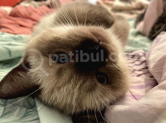 Oyuncu Mia görsel