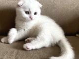Safkan Scottish Fold Yavrumuz