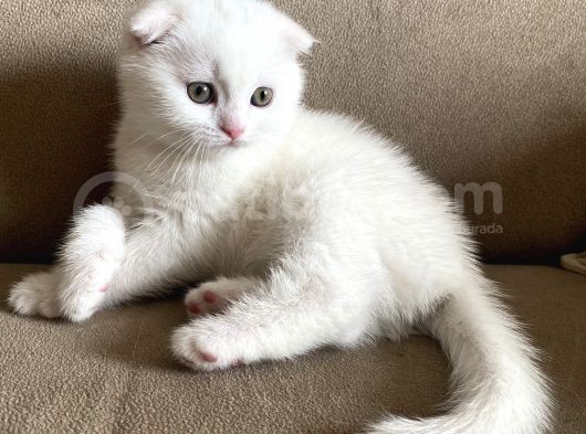 Safkan Scottish Fold Yavrumuz görsel