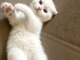 Safkan Scottish Fold Yavrumuz