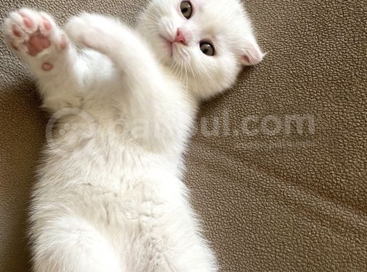 Safkan Scottish Fold Yavrumuz görsel
