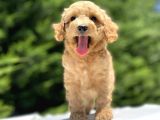 Sevi̇mli̇ Poodle Bebekler