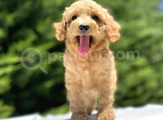 Sevi̇mli̇ Poodle Bebekler görsel