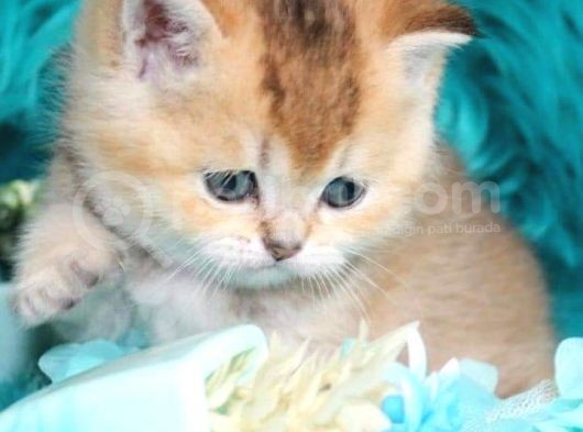 British Shorthair Dişi görsel