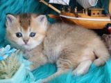 British Shorthair Dişi