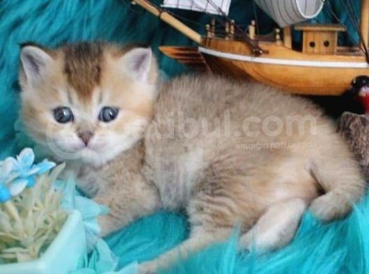 British Shorthair Dişi görsel
