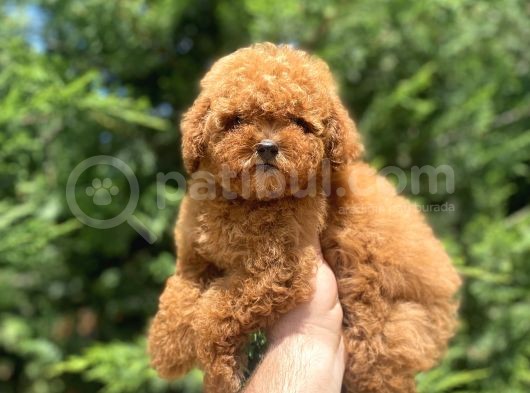 Red Brown Toy Poodle Oyuncak Bebekler görsel