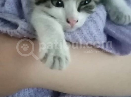Minnağımıza Yuva Arıyoruz Acill!!! görsel