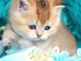 British Shorthair Dişi