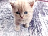 2 Aylık British Shorthair