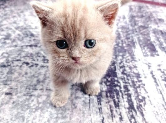 2 Aylık British Shorthair görsel