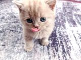 2 Aylık British Shorthair