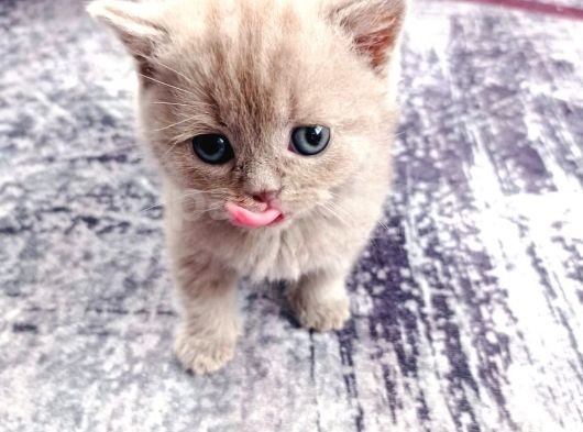 2 Aylık British Shorthair