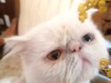 Egzotik İran Persian