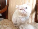 Egzotik İran Persian