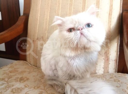 Egzotik İran Persian görsel