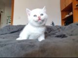 British Shorthair Erkek