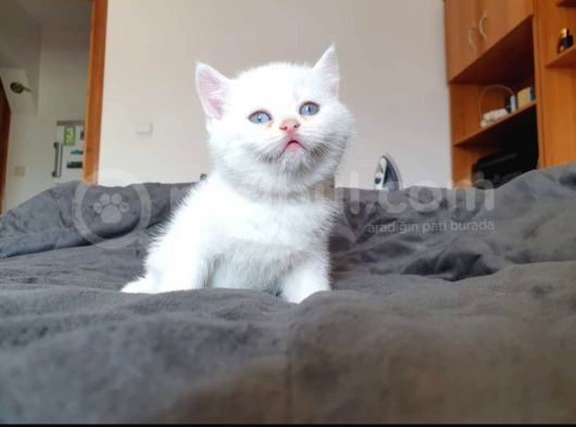 British Shorthair Erkek görsel