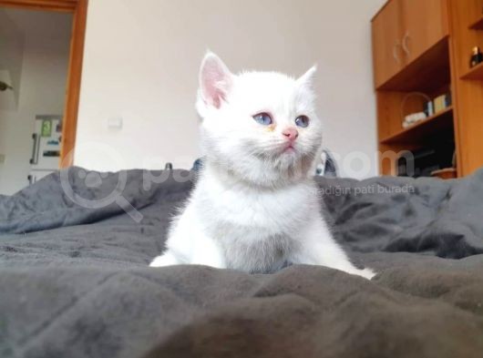 British Shorthair Erkek görsel