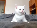 British Shorthair Erkek