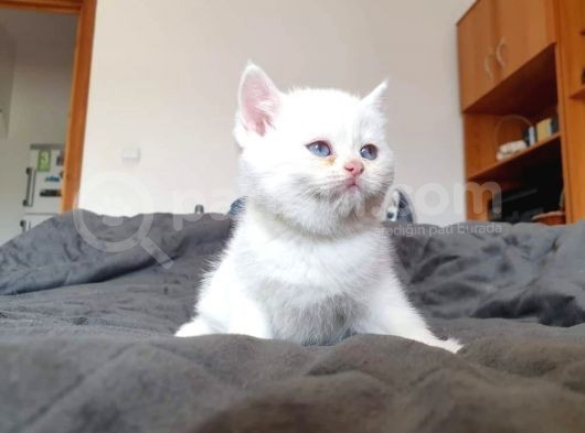 British Shorthair Erkek görsel