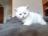British Shorthair Erkek