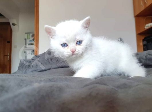 British Shorthair Erkek