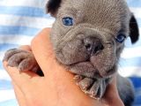 Exotic French Bulldog