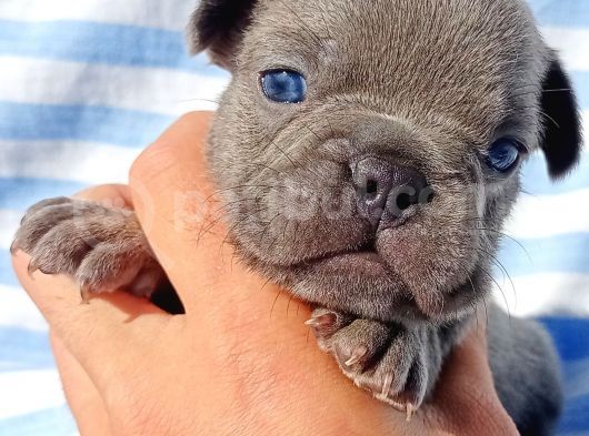 Exotic French Bulldog görsel