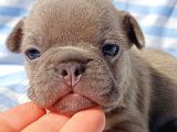 Exotic French Bulldog