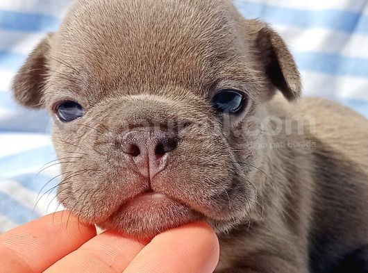 Exotic French Bulldog görsel
