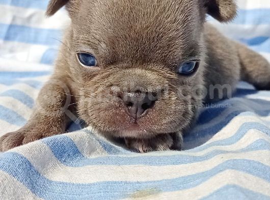 Exotic French Bulldog görsel