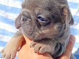 Exotic French Bulldog