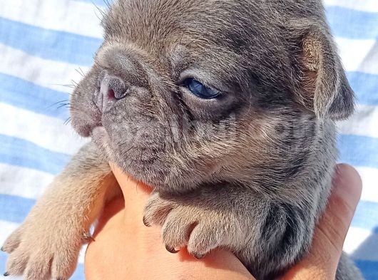 Exotic French Bulldog görsel