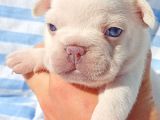 Exotic French Bulldog