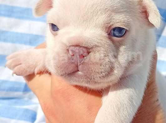 Exotic French Bulldog
